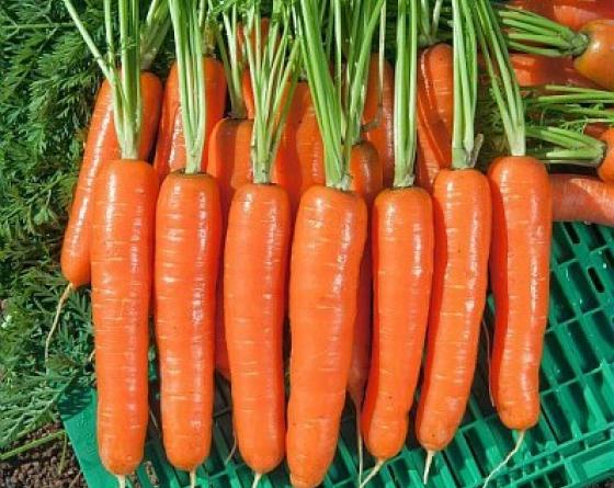 musico variety carrot Vilmorin